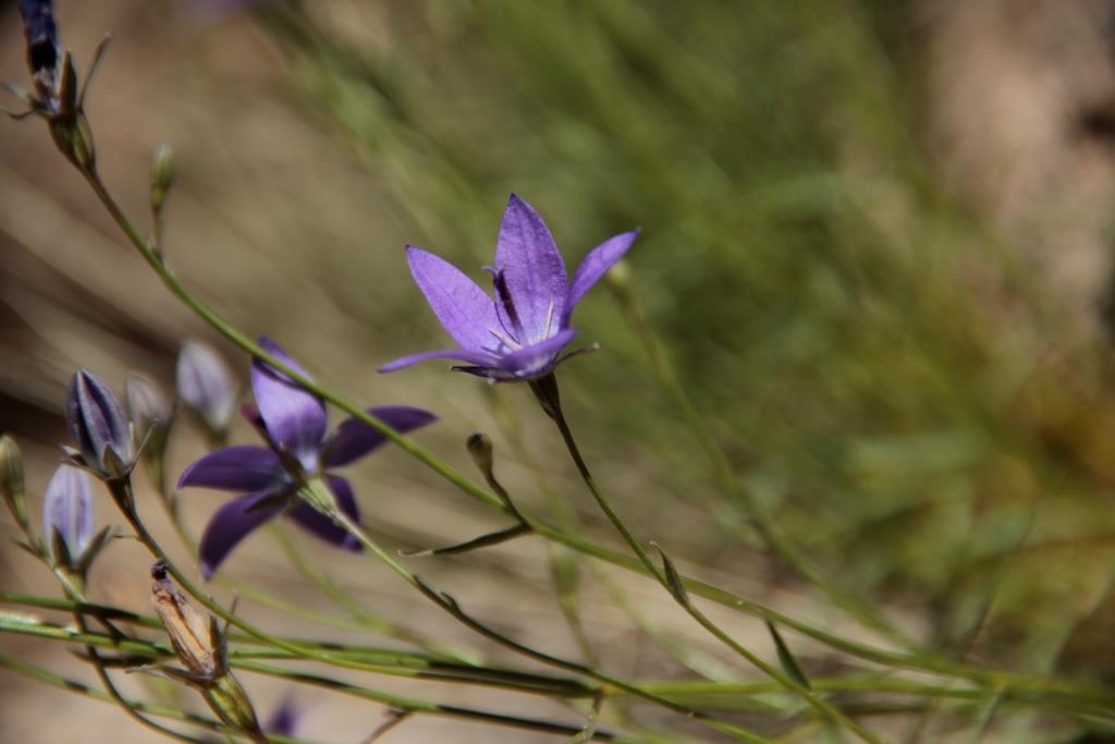 Изображение особи Campanula alberti.