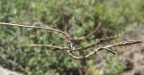 Trifolium lupinaster variety albiflorum. Корневище с отходящими веретеновидными корнями. Казахстан, Восточно-Казахстанская обл., Зыряновский р-н, окр. пос. Новая Бухтарма, сосновый лес у берега на склоне сопки. 30.07.2017.