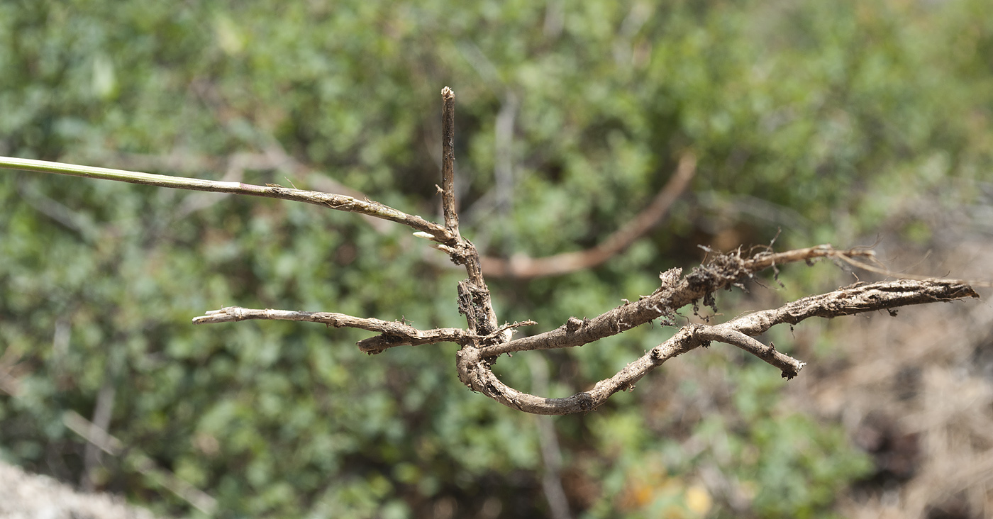 Image of Trifolium lupinaster var. albiflorum specimen.