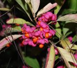 Euonymus europaeus