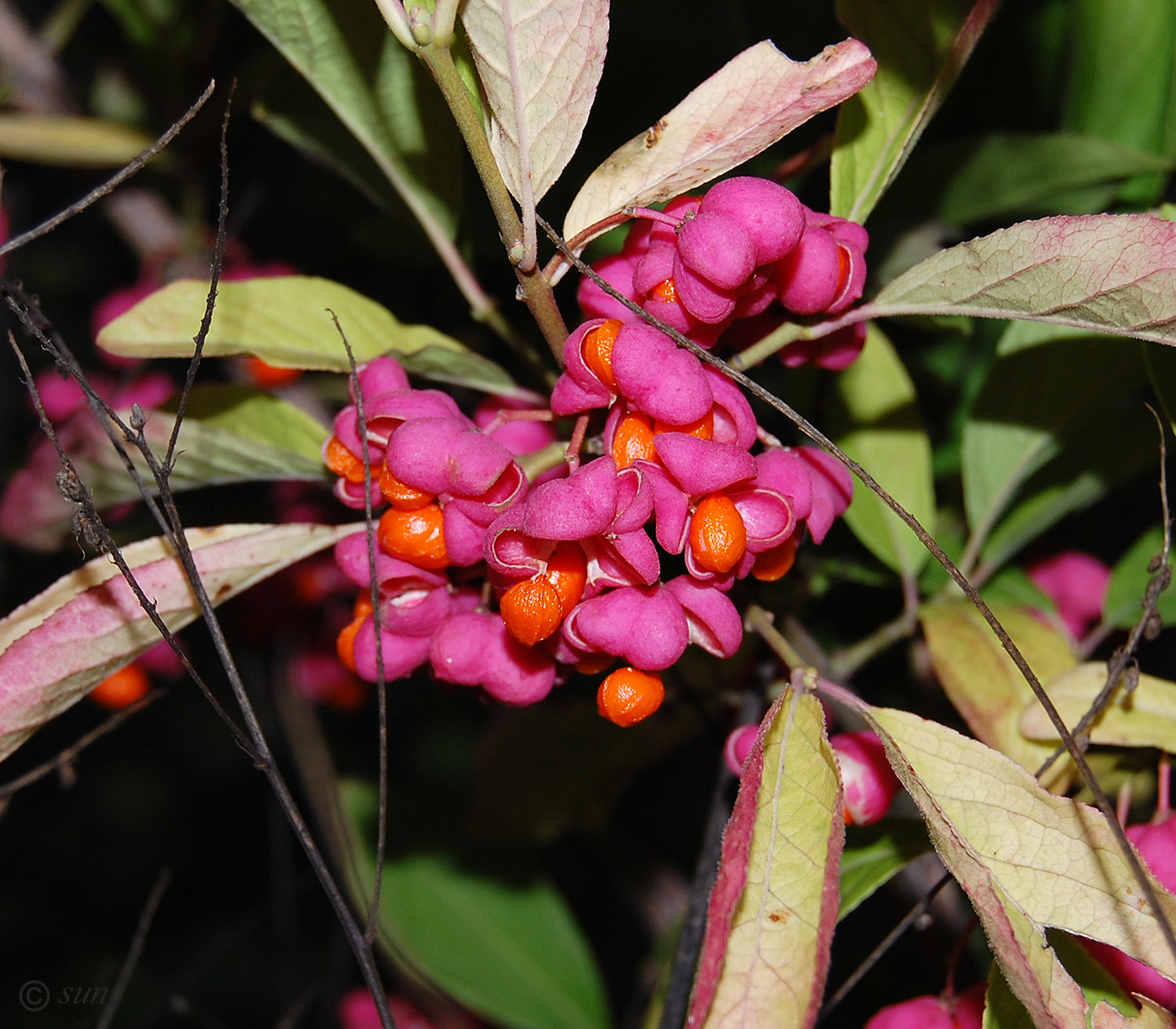 Изображение особи Euonymus europaeus.