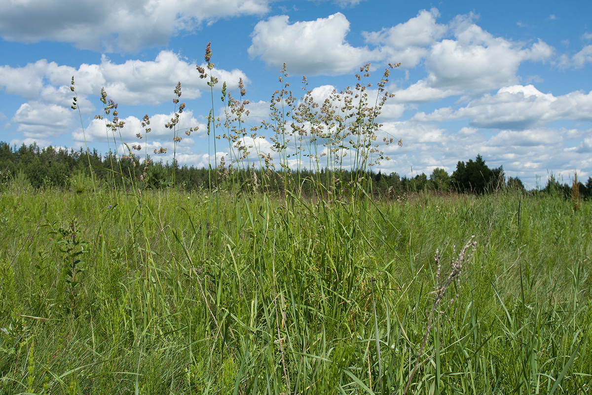 Image of Dactylis glomerata specimen.