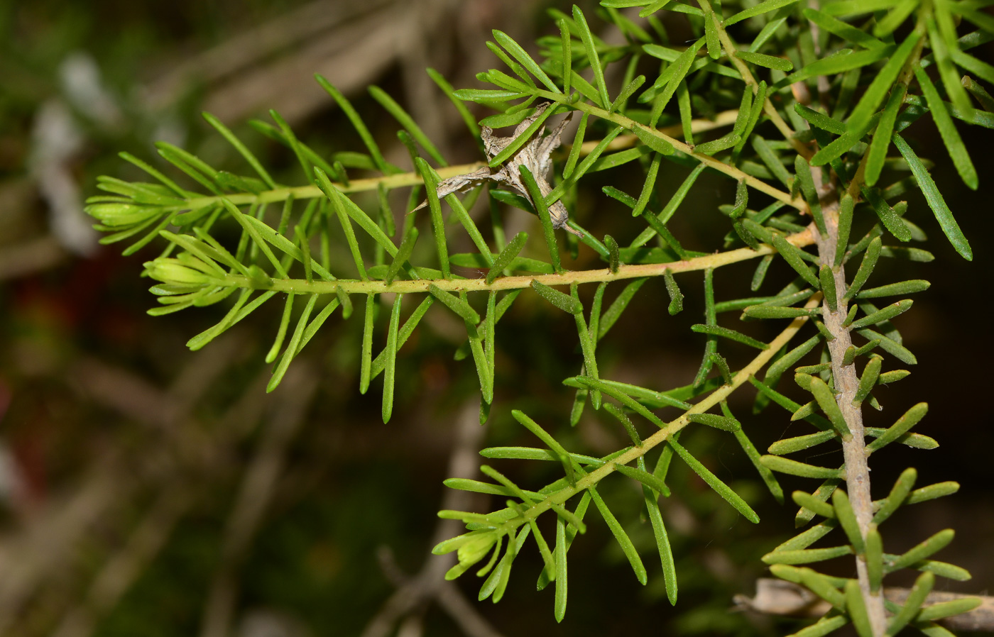 Изображение особи Calothamnus quadrifidus.