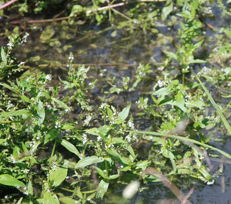 Image of Veronica anagallis-aquatica specimen.