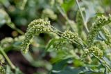 Persicaria scabra