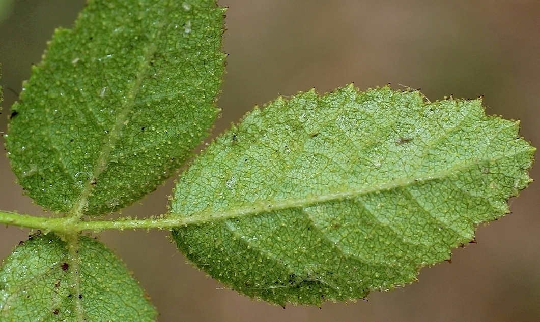 Image of Rosa rubiginosa specimen.