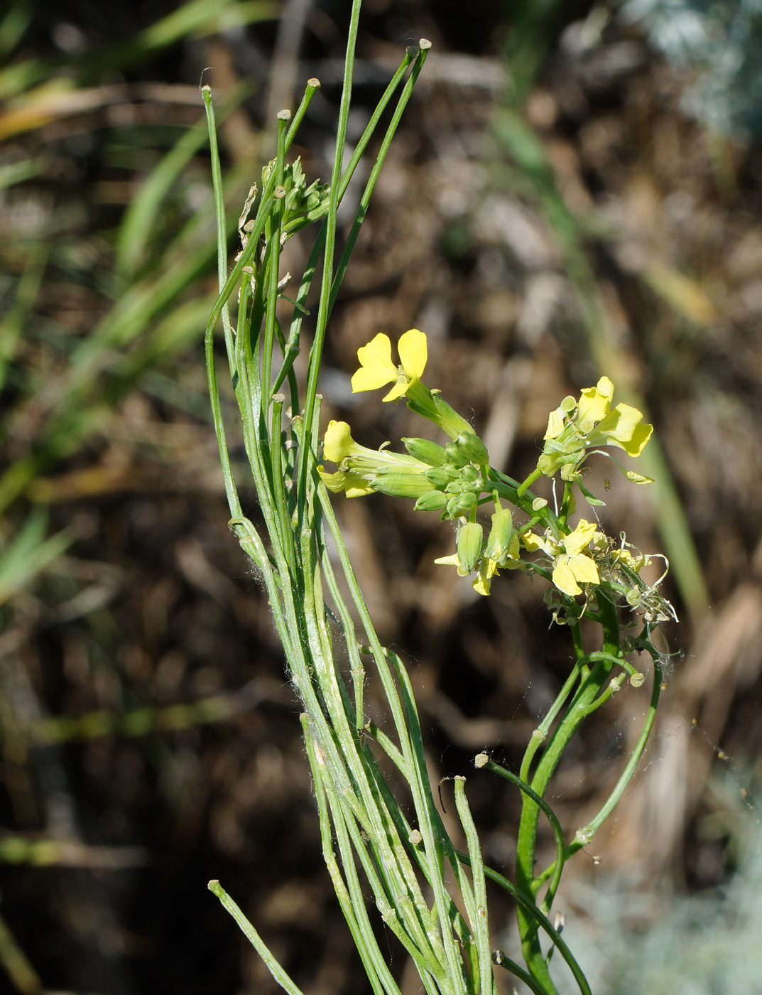 Изображение особи Erysimum canescens.