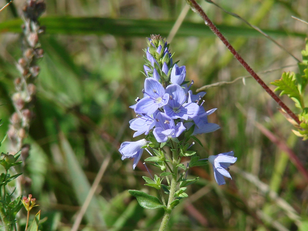 Image of Veronica prostrata specimen.