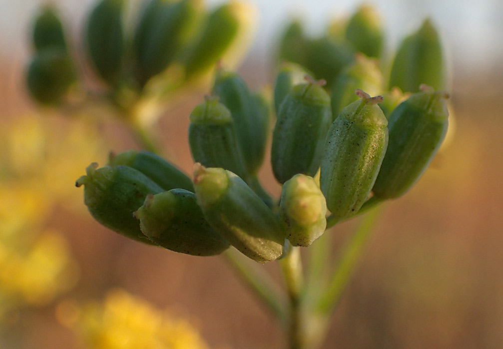 Image of Foeniculum vulgare specimen.