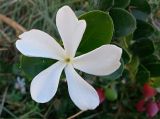 Carissa macrocarpa