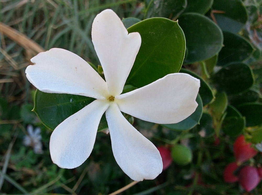 Изображение особи Carissa macrocarpa.