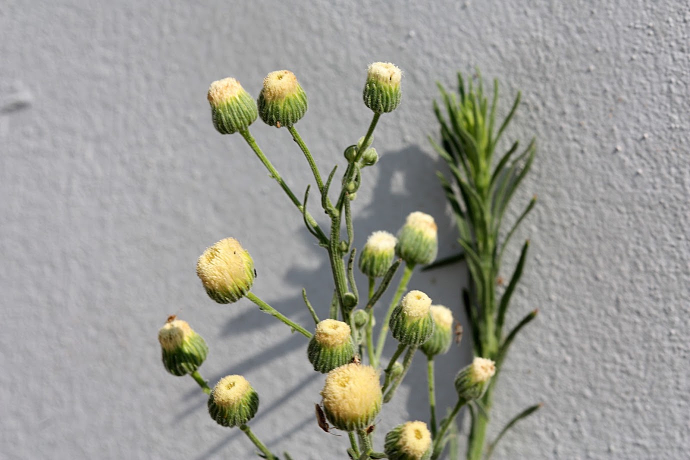 Image of Conyza bonariensis specimen.