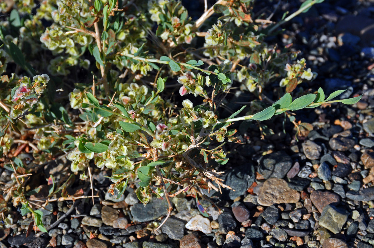 Image of Atraphaxis pungens specimen.