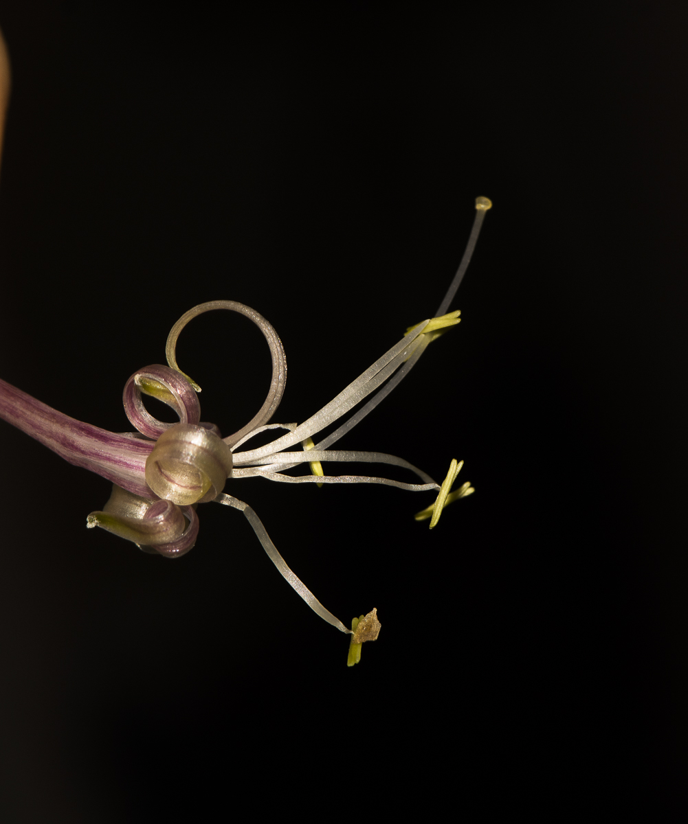 Image of Sansevieria liberica specimen.