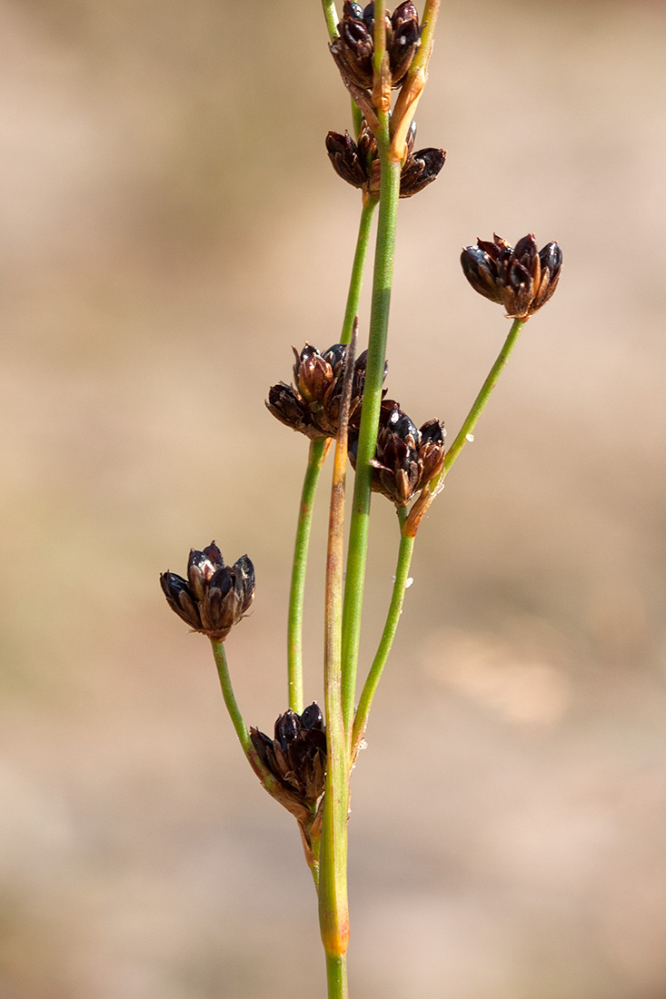 Изображение особи Juncus alpino-articulatus.