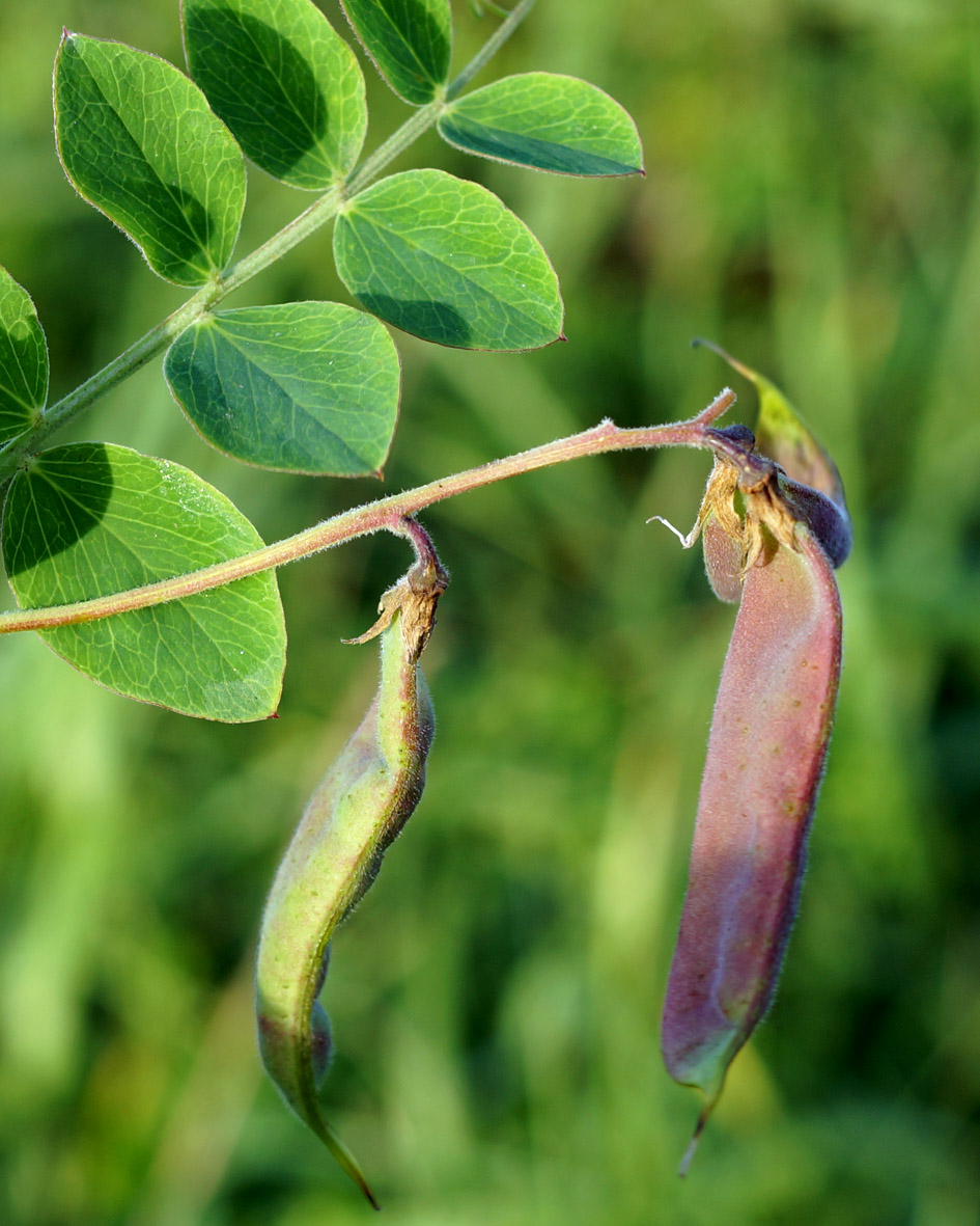 Изображение особи Lathyrus japonicus.