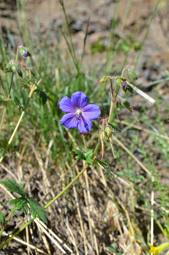 Image of Geranium himalayense specimen.