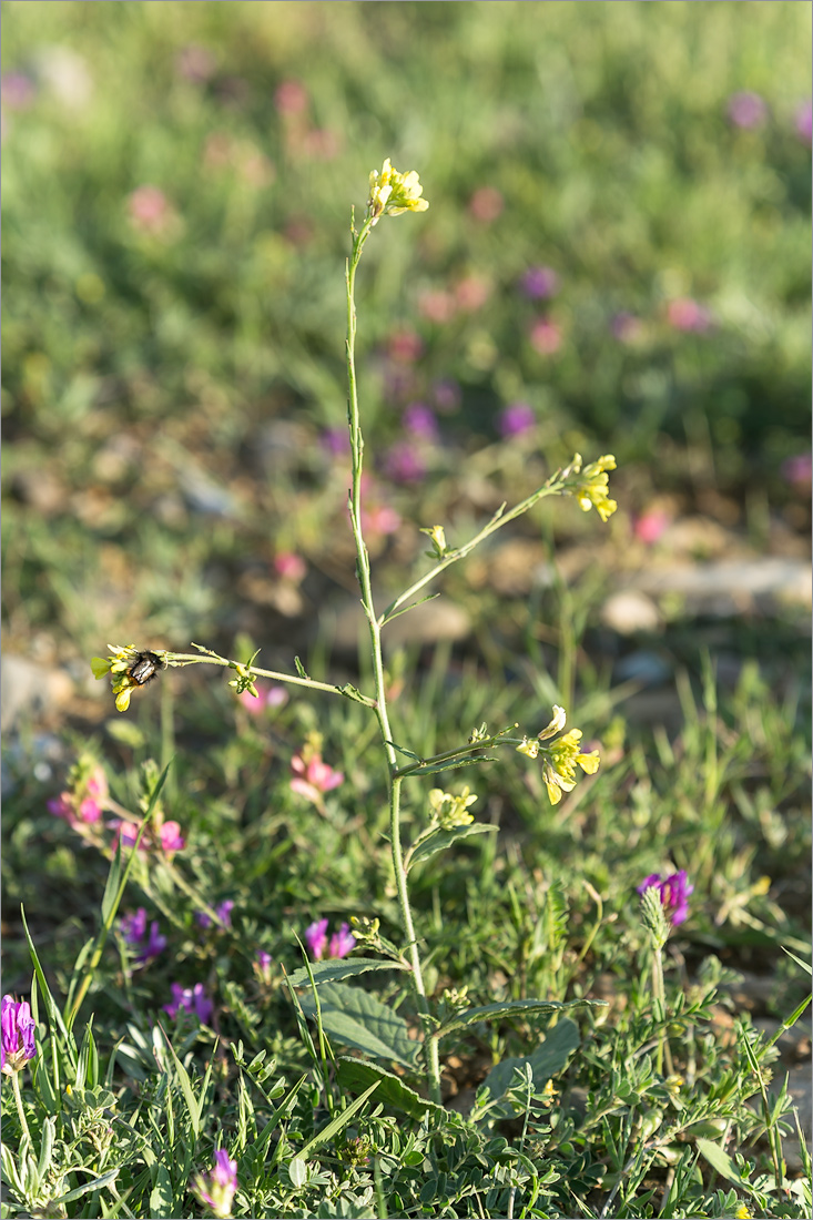 Изображение особи Rapistrum rugosum.