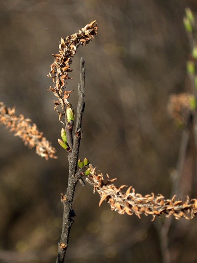 Image of Salix hastata specimen.