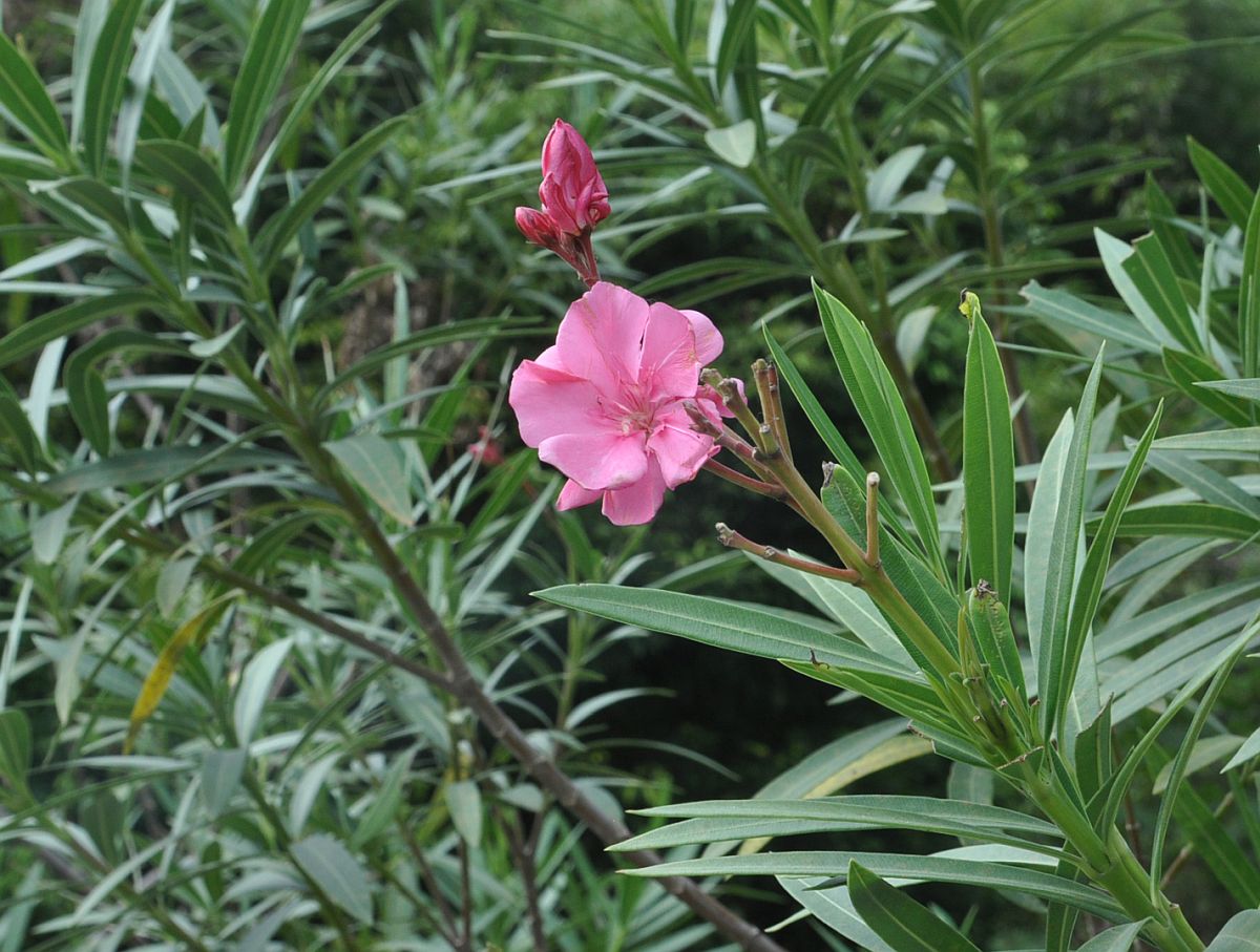 Изображение особи Nerium oleander.