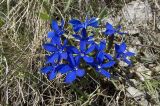 Gentiana angulosa