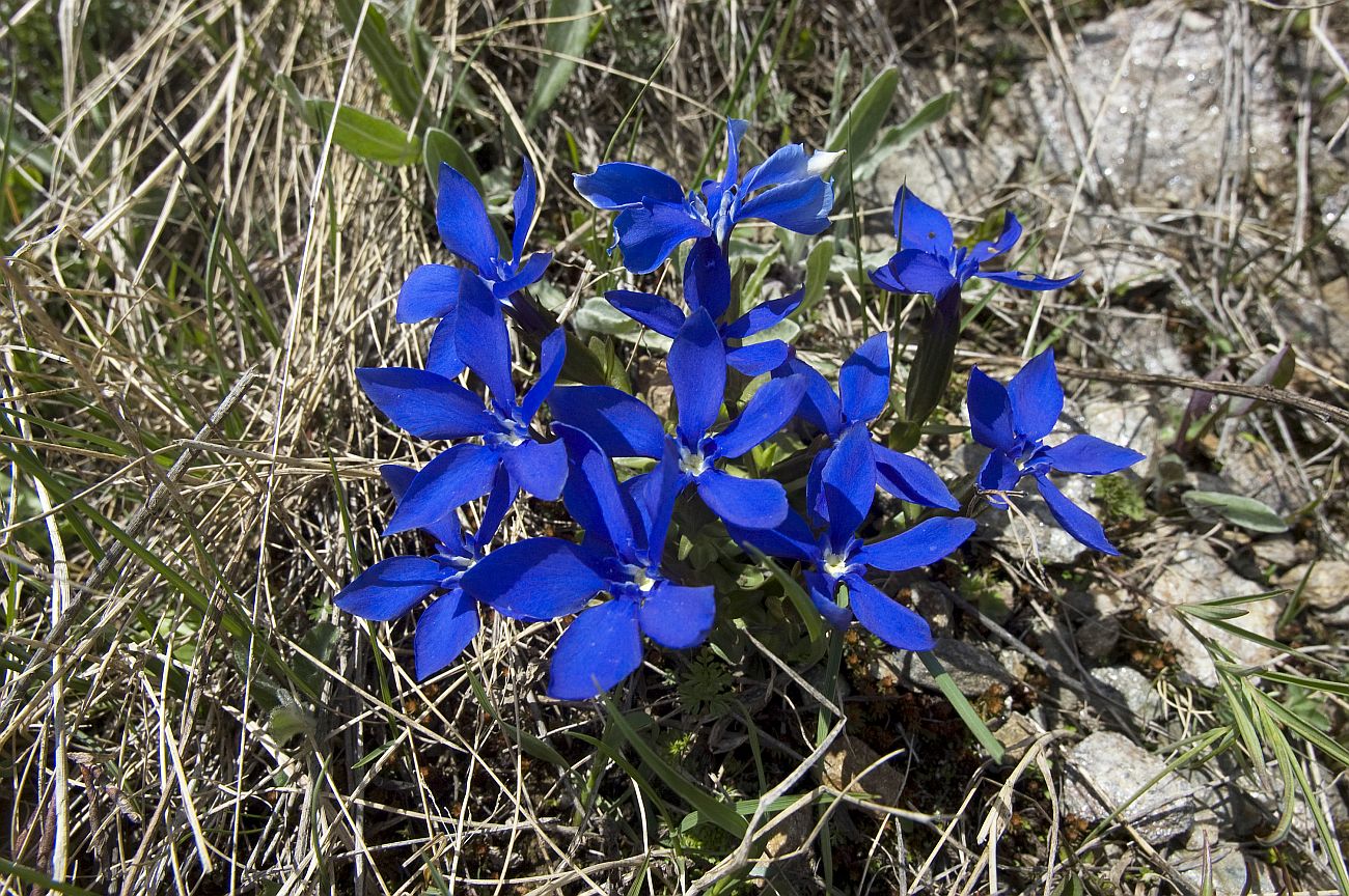 Image of Gentiana angulosa specimen.