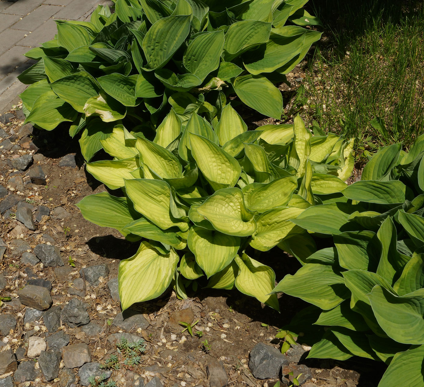 Image of Hosta fortunei specimen.