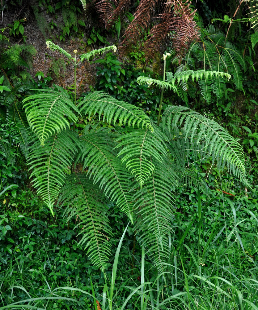 Изображение особи Pteridium revolutum.