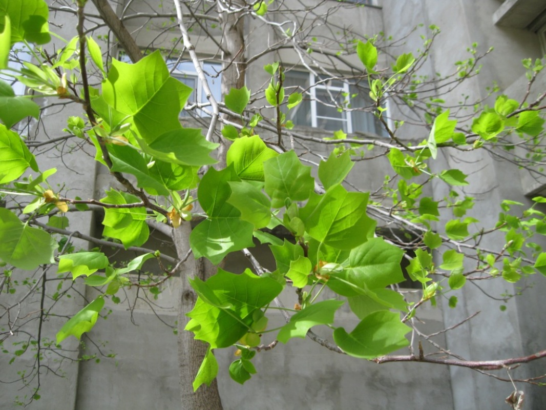 Image of Liriodendron tulipifera specimen.