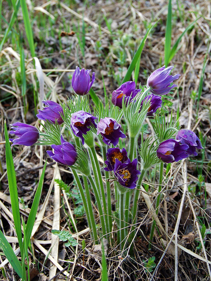 Изображение особи Pulsatilla patens.