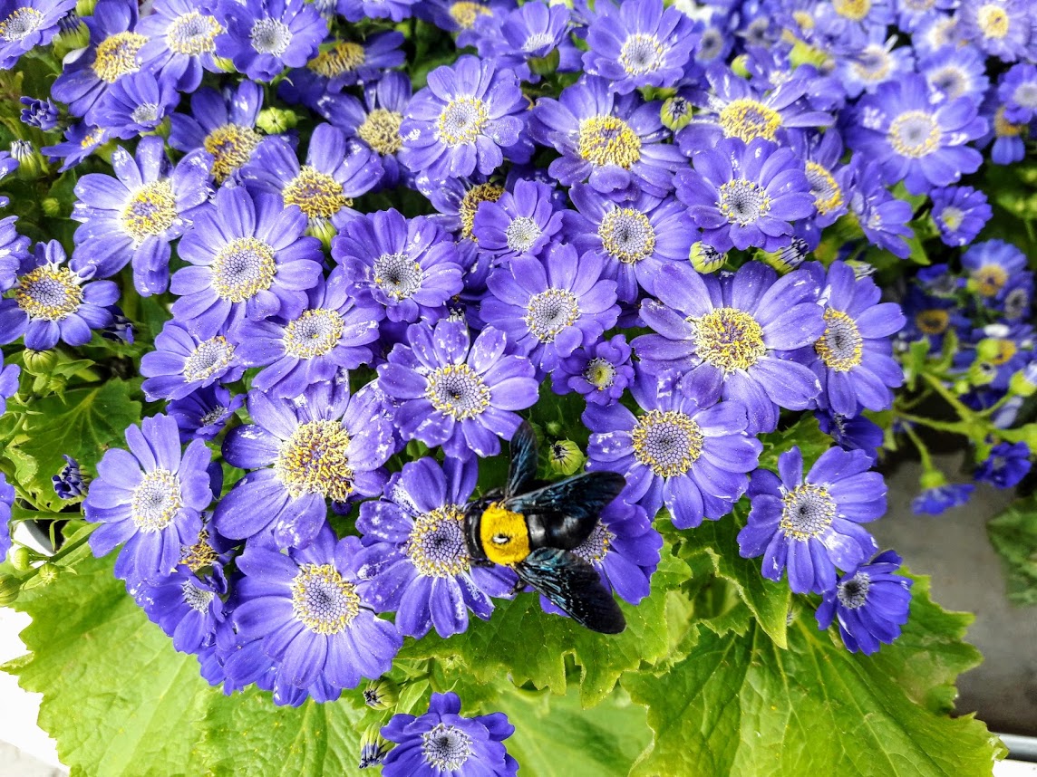 Изображение особи Pericallis hybrida.