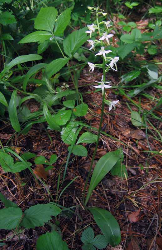 Изображение особи Platanthera bifolia.