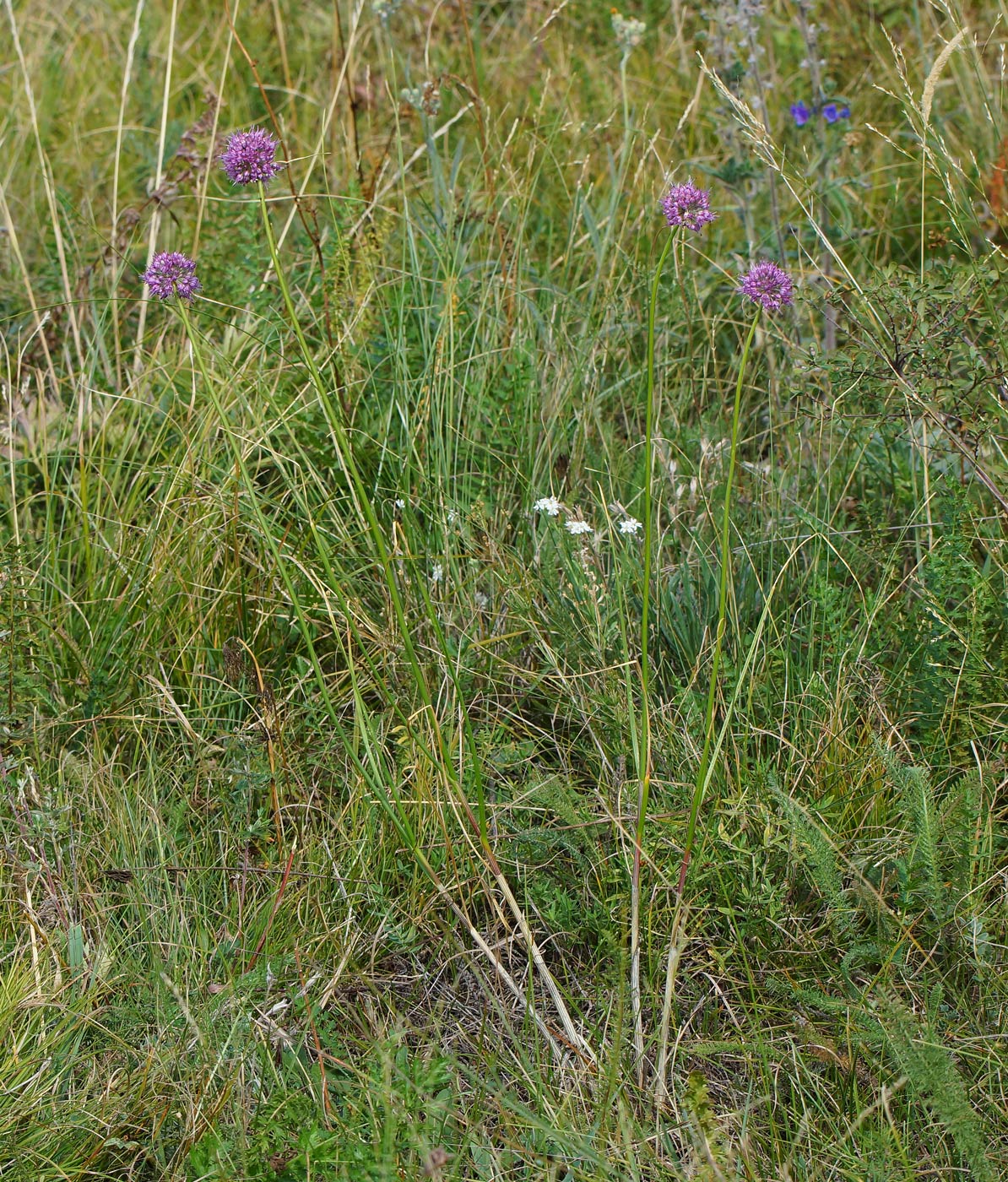 Image of Allium montanostepposum specimen.