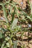 Myosotis arvensis