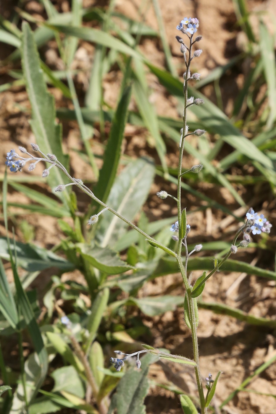 Изображение особи Myosotis arvensis.