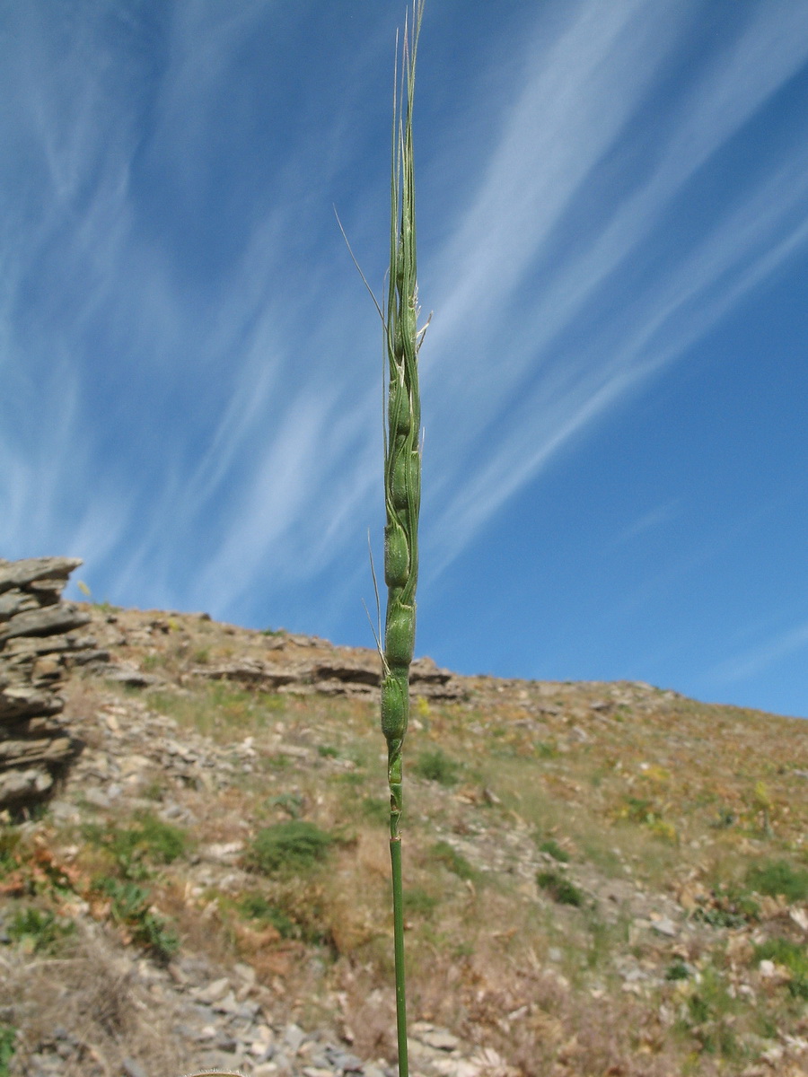 Image of Aegilops crassa specimen.