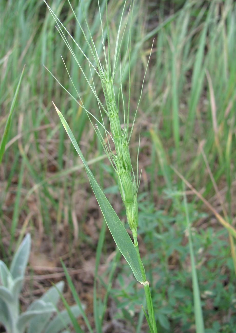 Изображение особи Aegilops triuncialis.