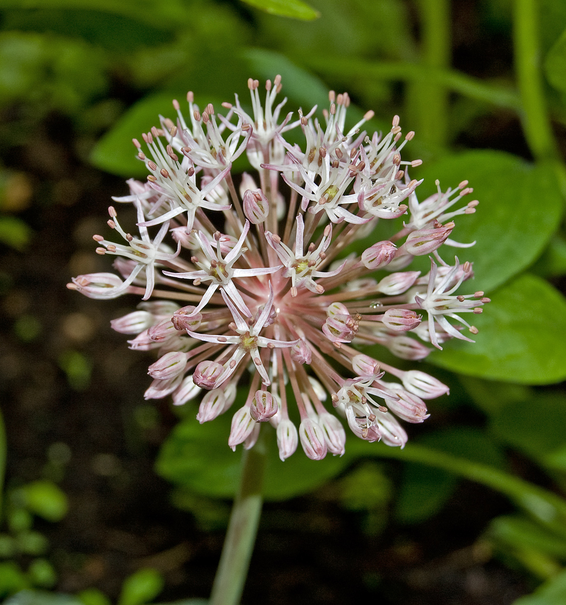 Image of Allium karataviense specimen.