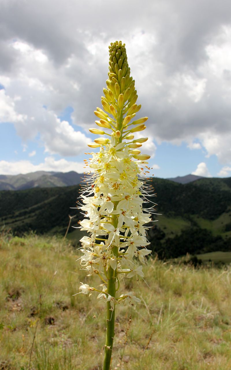 Изображение особи Eremurus kaufmannii.