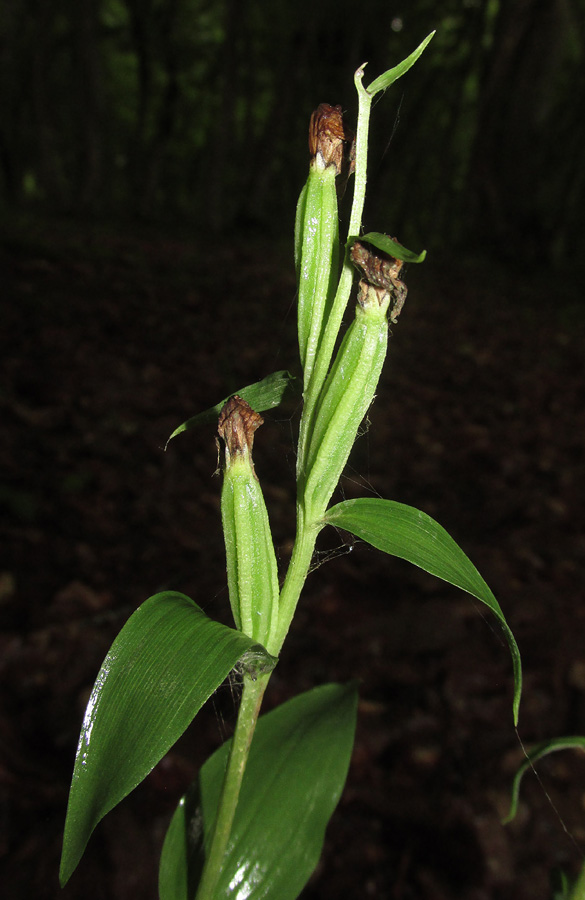 Изображение особи Cephalanthera damasonium.