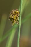Juncus inflexus