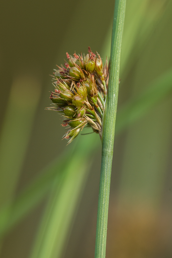 Изображение особи Juncus inflexus.