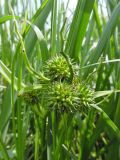 Sparganium microcarpum