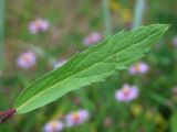 Aster sibiricus