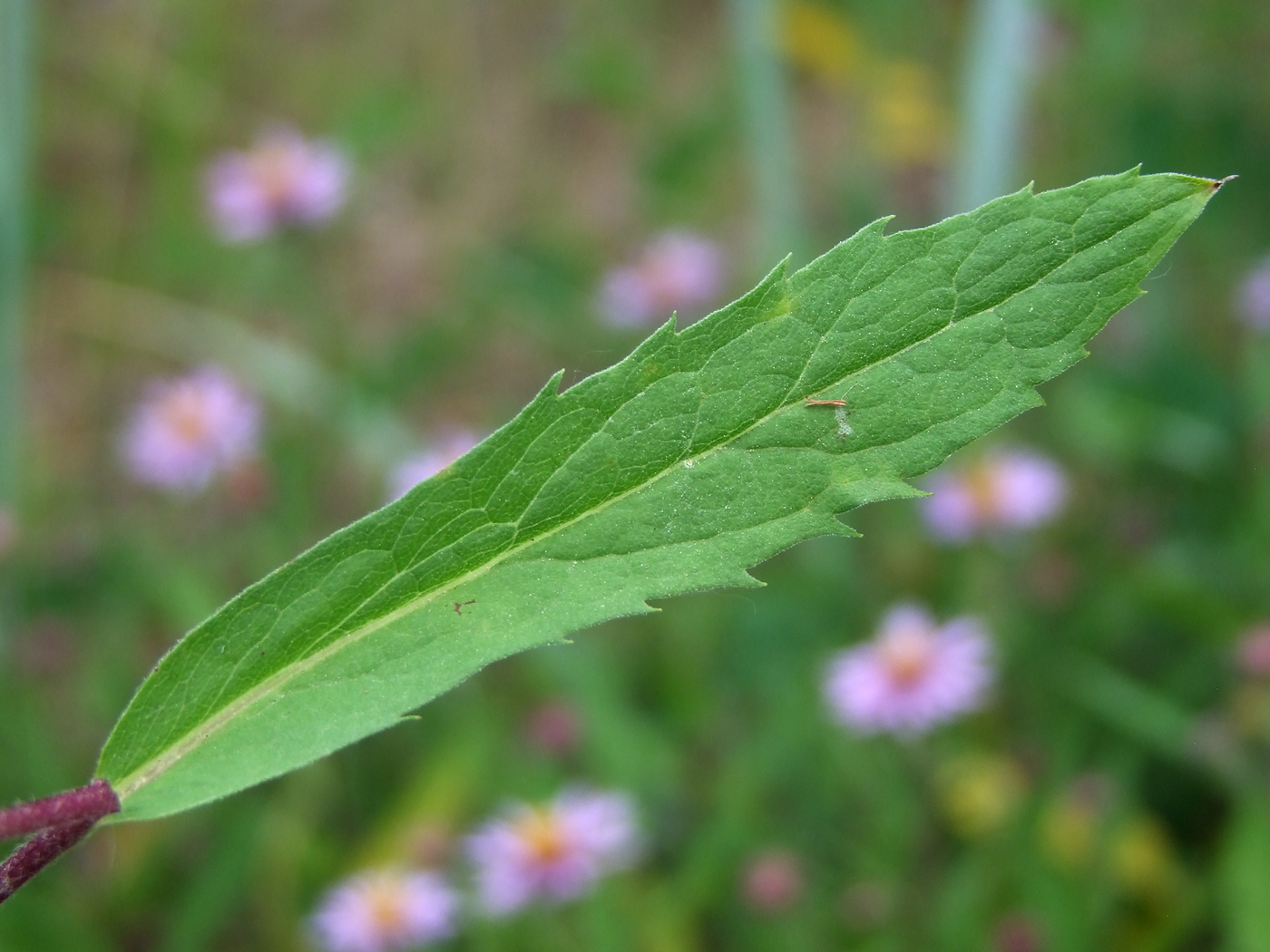 Image of Aster sibiricus specimen.