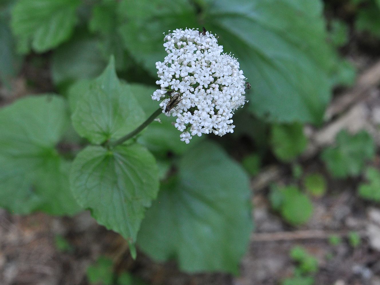 Image of Valeriana tiliifolia specimen.