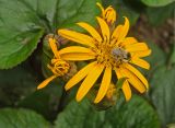 Ligularia dentata