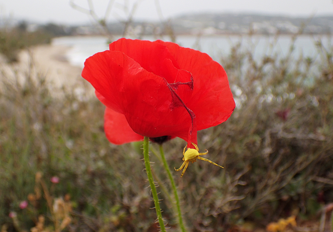 Image of Papaver rhoeas specimen.