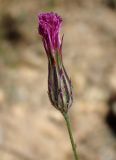 Crupina crupinastrum
