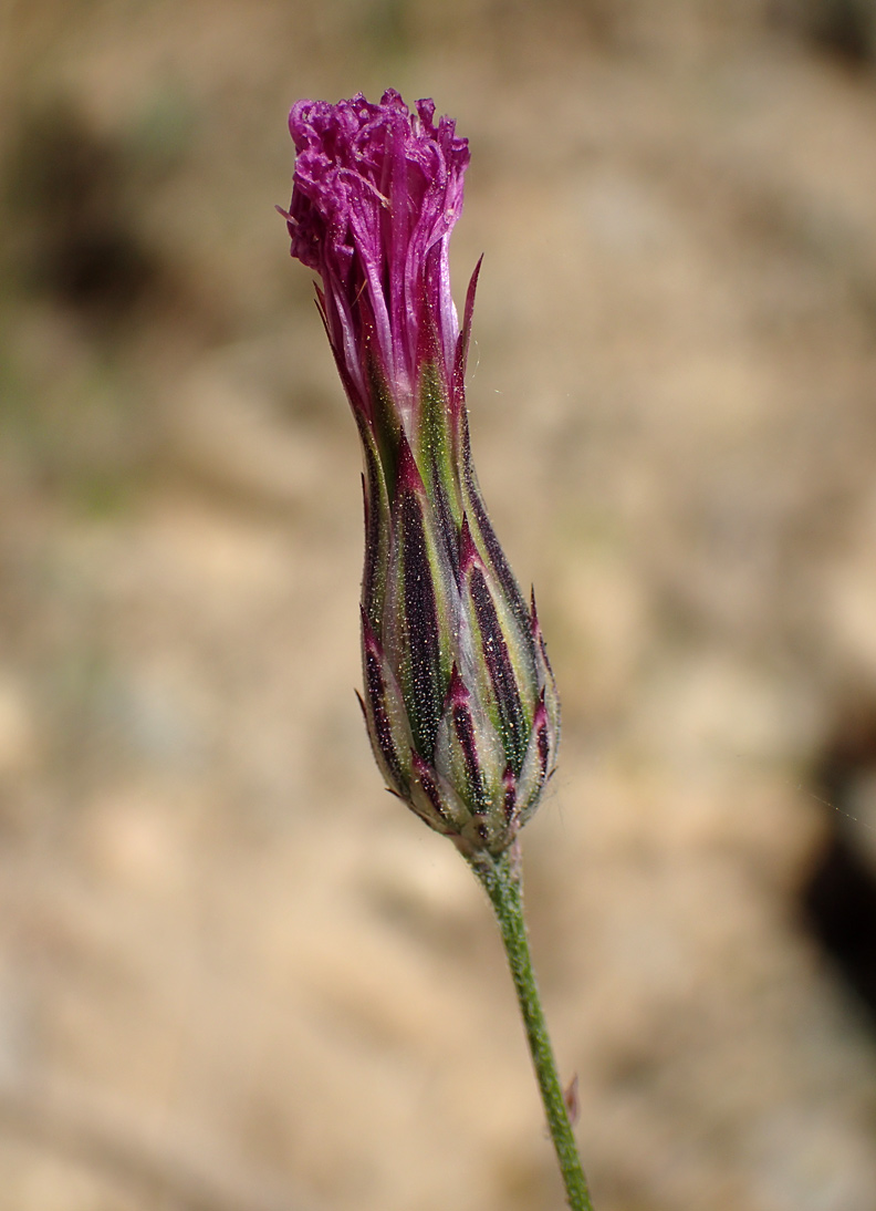 Image of Crupina crupinastrum specimen.